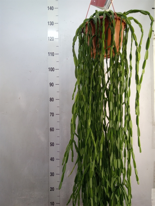 <h4>Rhipsalis paradoxa</h4>