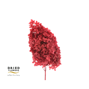 Dried Bleached Hydrangea Tower Red XXL