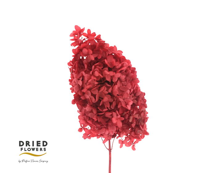 <h4>Dried Bleached Hydrangea Tower Red XXL</h4>