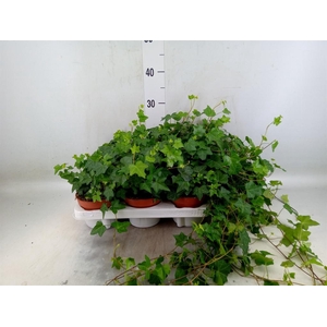 Hedera   ...green leafed