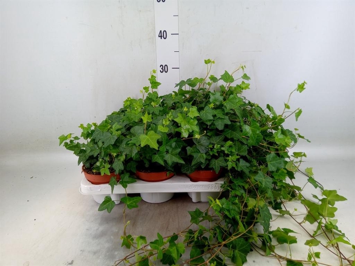 <h4>Hedera   ...green leafed</h4>