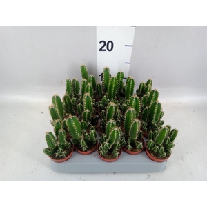 Cereus per. 'Florida'