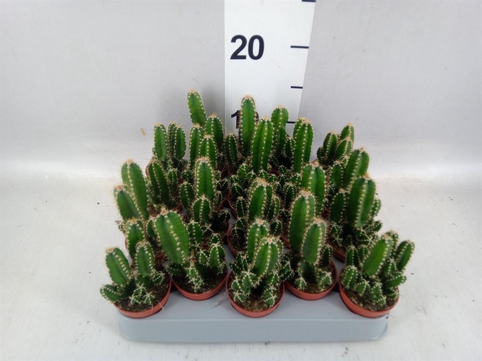 <h4>Cereus per. 'Florida'</h4>