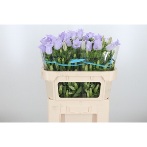 Campanula Cham Lavender