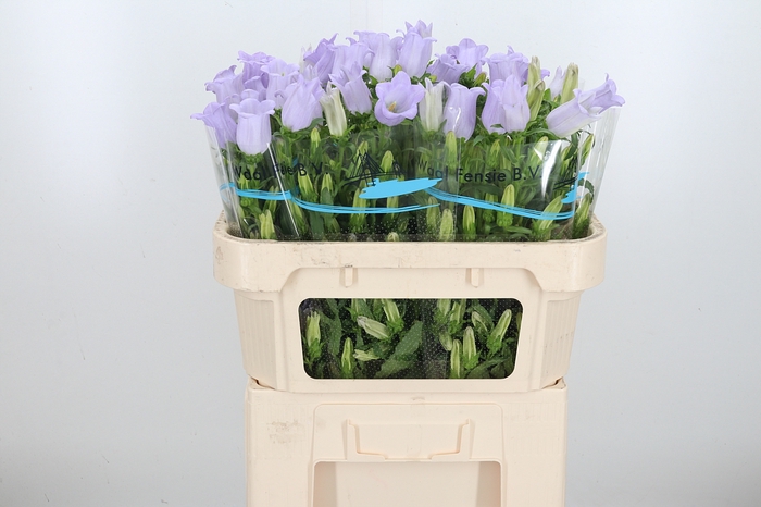 <h4>Campanula Cham Lavender</h4>