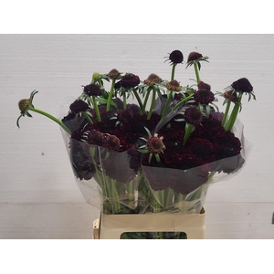 SCAB AT BB MA CH SCO