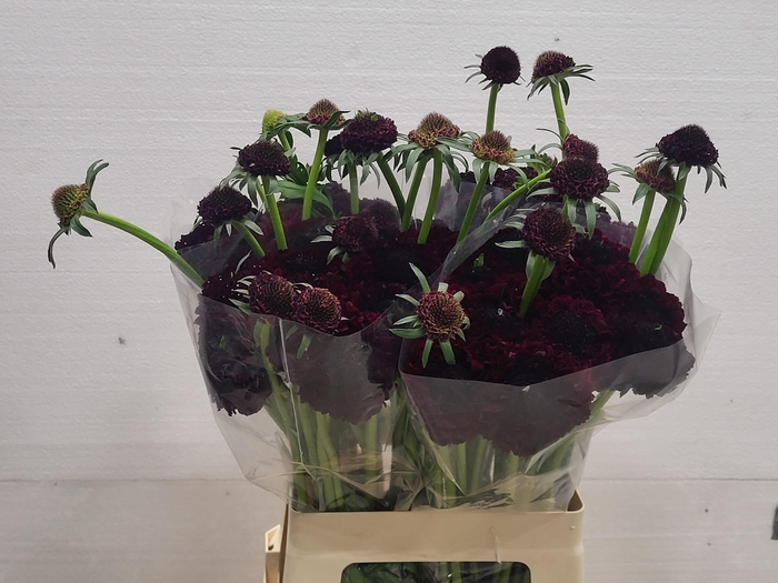 <h4>SCAB AT BB MA CH SCO</h4>