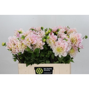 Dahlia Sweet Nathalie