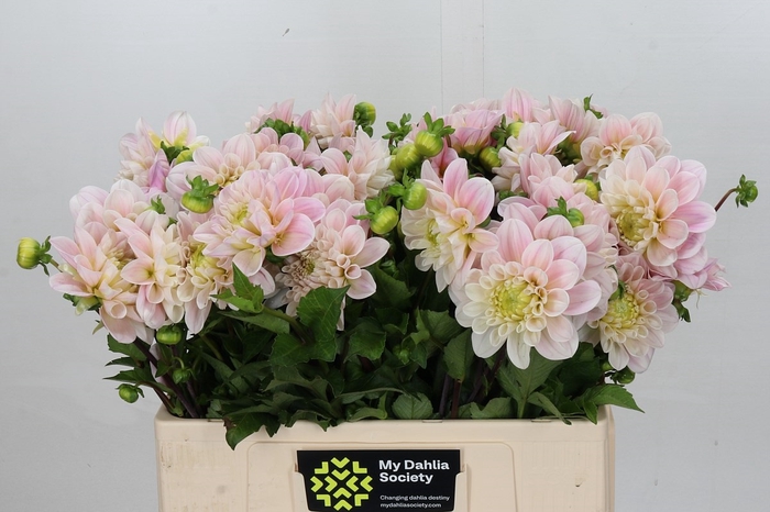 <h4>Dahlia Sweet Nathalie</h4>