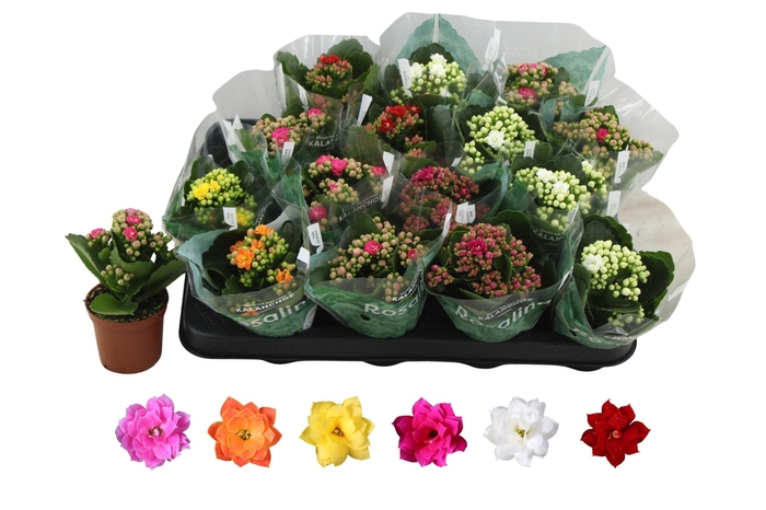 <h4>KAL GE RO GEM 6 KL</h4>