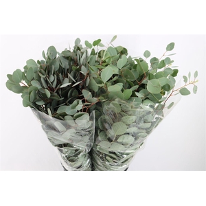 Euca Populus 300gr P Bunch