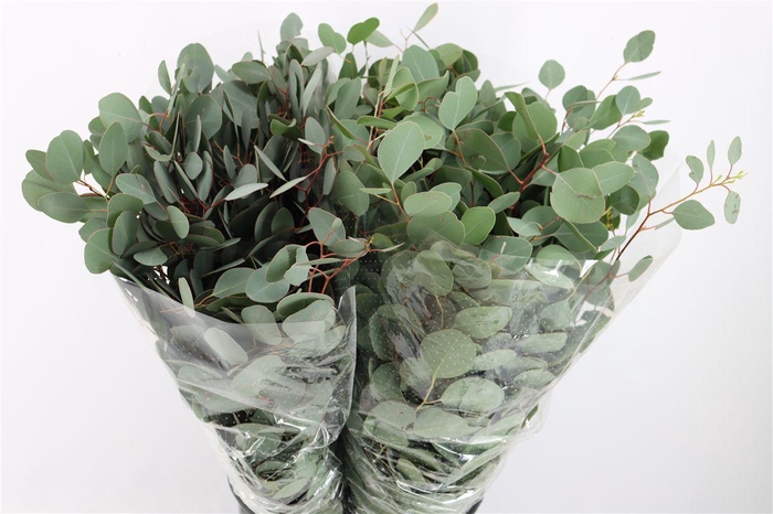 <h4>Euca Populus 300gr P Bunch</h4>