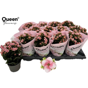 KALANCHOE QUEEN BAILEY