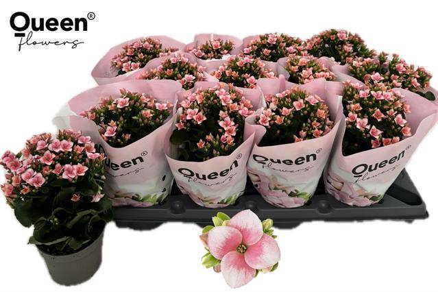 <h4>KALANCHOE QUEEN BAILEY</h4>