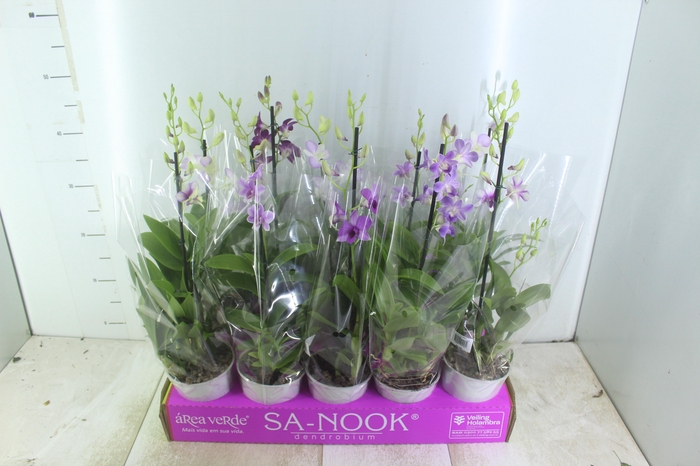 <h4>DENPHALAEN P13</h4>