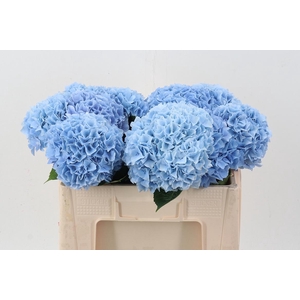 Hydr M Mag Pi Floy Blue