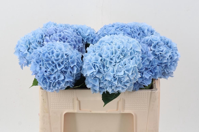 <h4>Hydr M Mag Pi Floy Blue</h4>