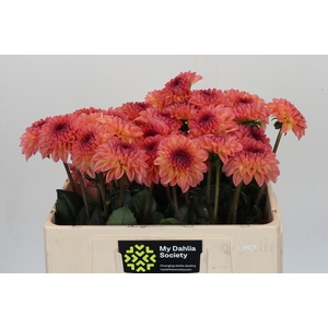 Dahlia Chanel