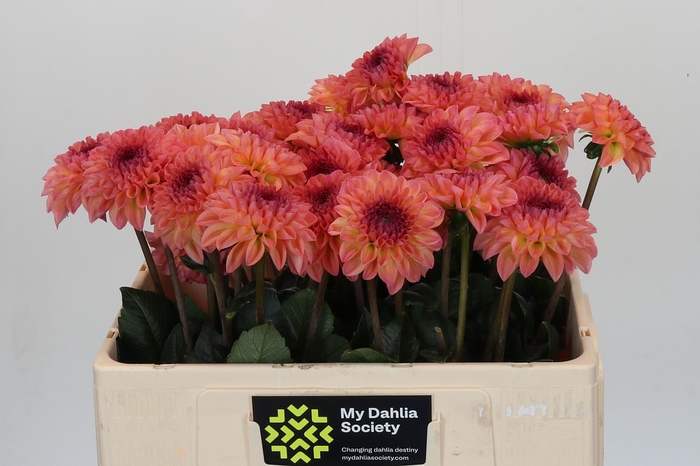 Dahlia Chanel