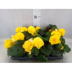 Begonia
