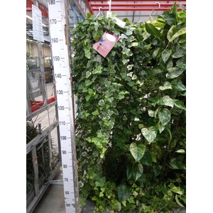 Hedera helix 'White Wonder'
