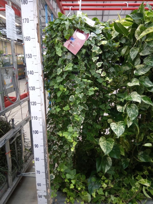 <h4>Hedera helix 'White Wonder'</h4>