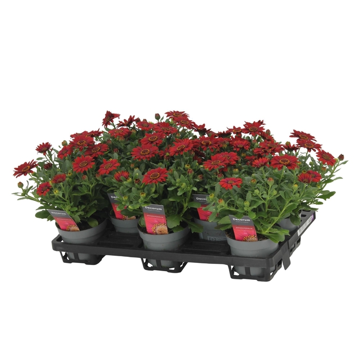 <h4>Osteospermum Sunny Dixie Decorum</h4>