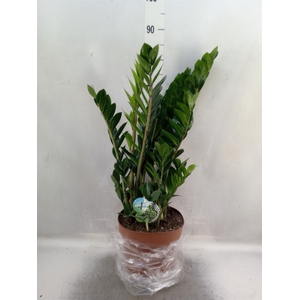 Zamioculcas zamiifolia