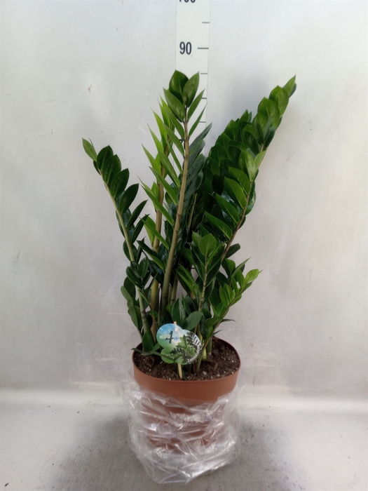 <h4>Zamioculcas zamiifolia</h4>