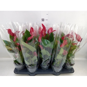 Anthurium  'Banderola Lava'