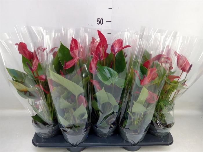 <h4>Anthurium  'Banderola Lava'</h4>