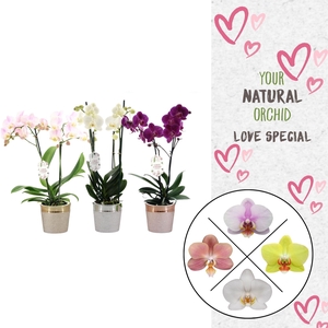 Phal. 2 spike Love Mix in keramiek