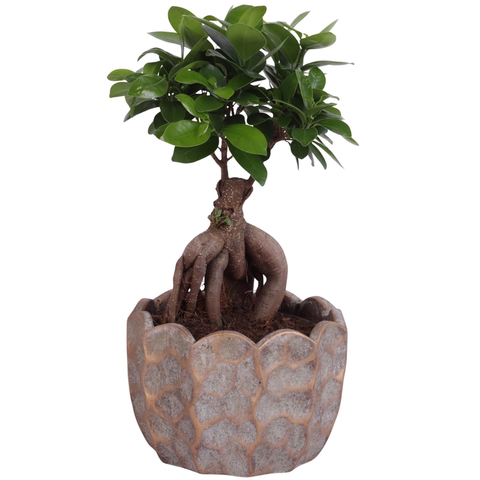 <h4>Ficus m. Ginseng Ball Shape Ø15cm in Ø18cm Ceramic PL670</h4>