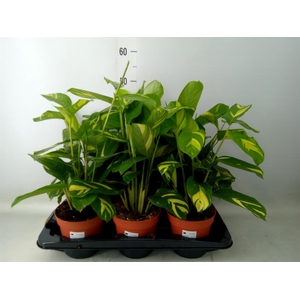 Ctenanthe pilosa 'Mosaic'