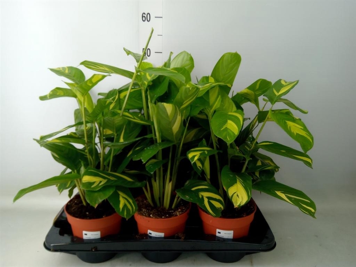 <h4>Ctenanthe pilosa 'Mosaic'</h4>
