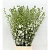 Delphinium Elatum White