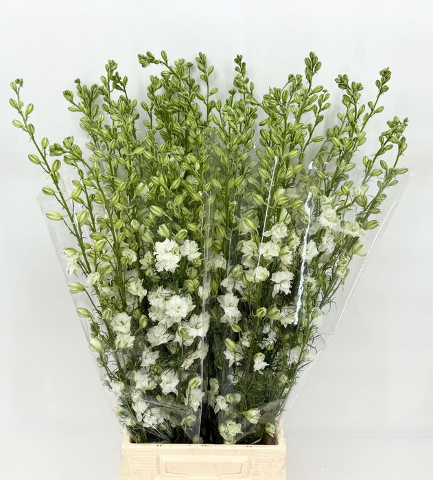 Delphinium Elatum White