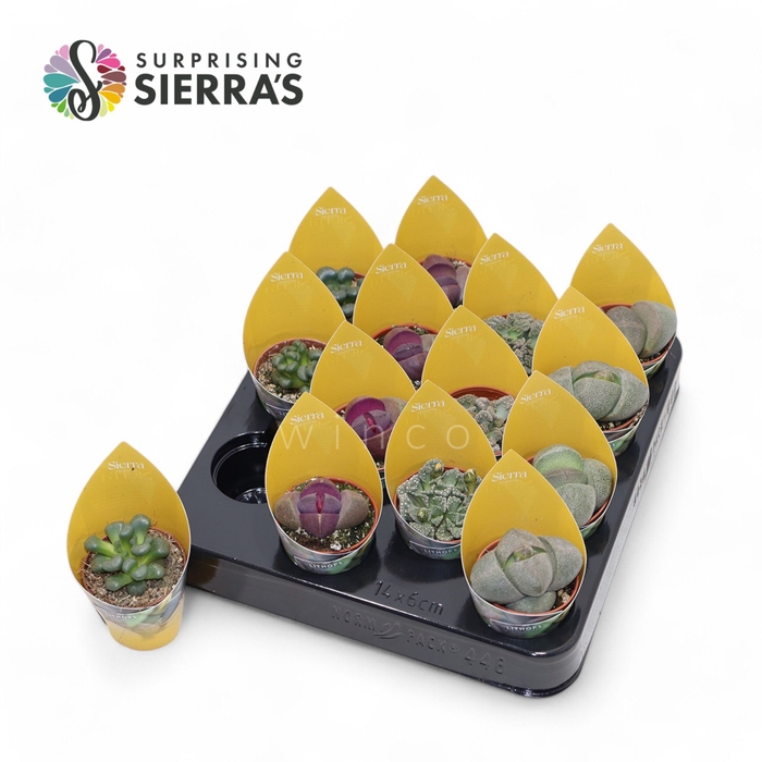 <h4>Lithops Mix (4spc.) (sierra) Sierra Coll. Potcover</h4>