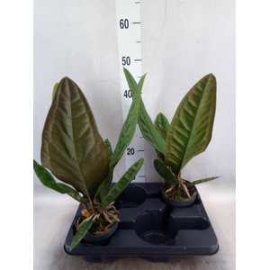 Anthurium   ...