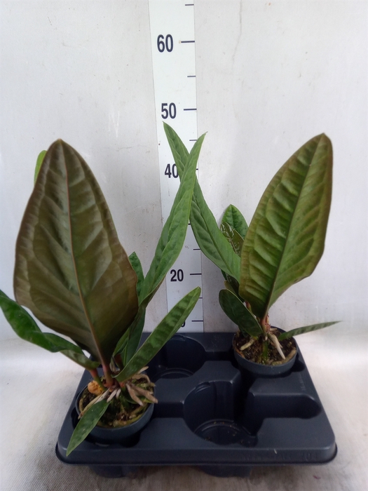 <h4>Anthurium   ...</h4>