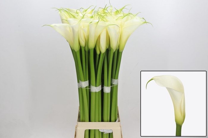 <h4>ZANT AE EYD WHITE</h4>