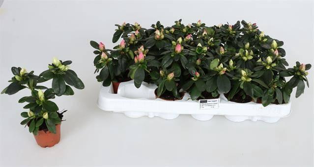<h4>RHODO SI MIX MINI P6</h4>