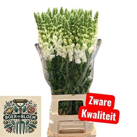 <h4>Antir Potomac Early White</h4>