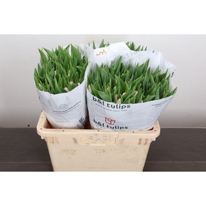 Tulipa EN 'Dynasty'