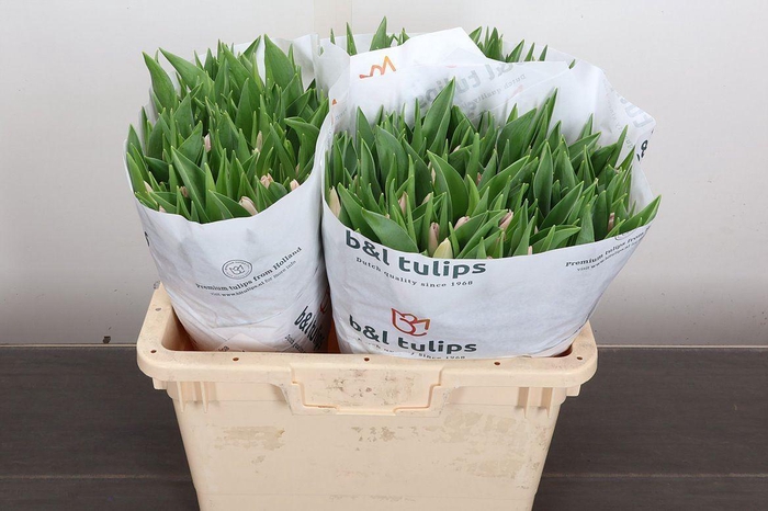 <h4>Tulipa EN 'Dynasty'</h4>
