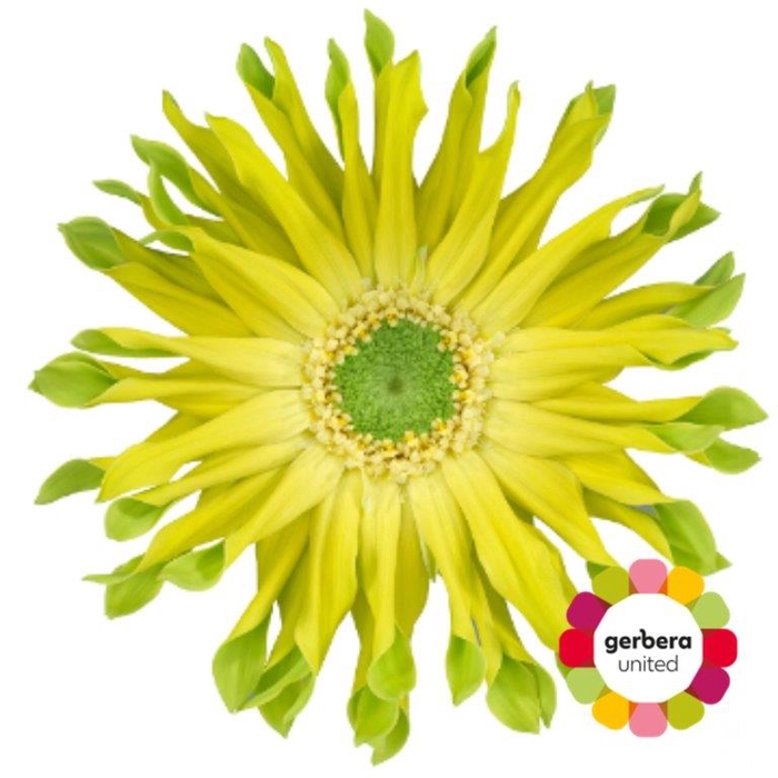 <h4>Gerbera Pastini Pistacchio Diamond</h4>