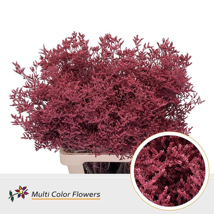 <h4>Limonium DYED Coral</h4>