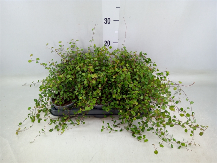 <h4>Muehlenbeckia com. 'Mao'ri'</h4>