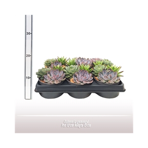 Echeveria 3 soorten per pot