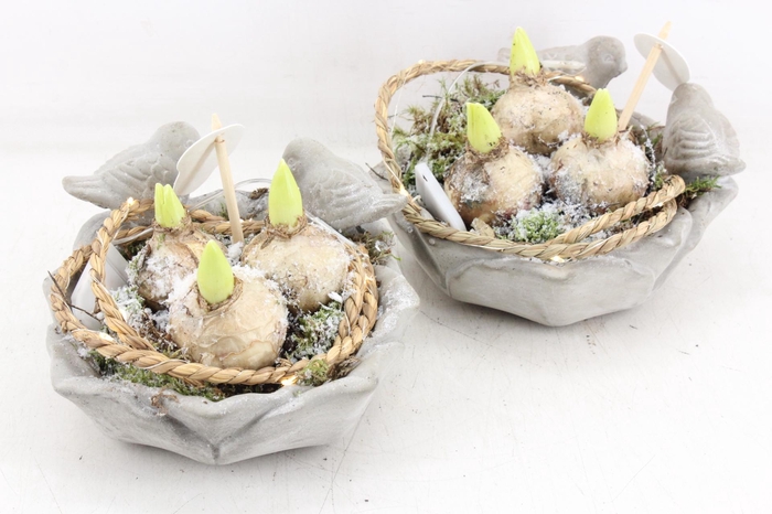 arr4 Hyacint PL - Vogel schaaltje LED x6